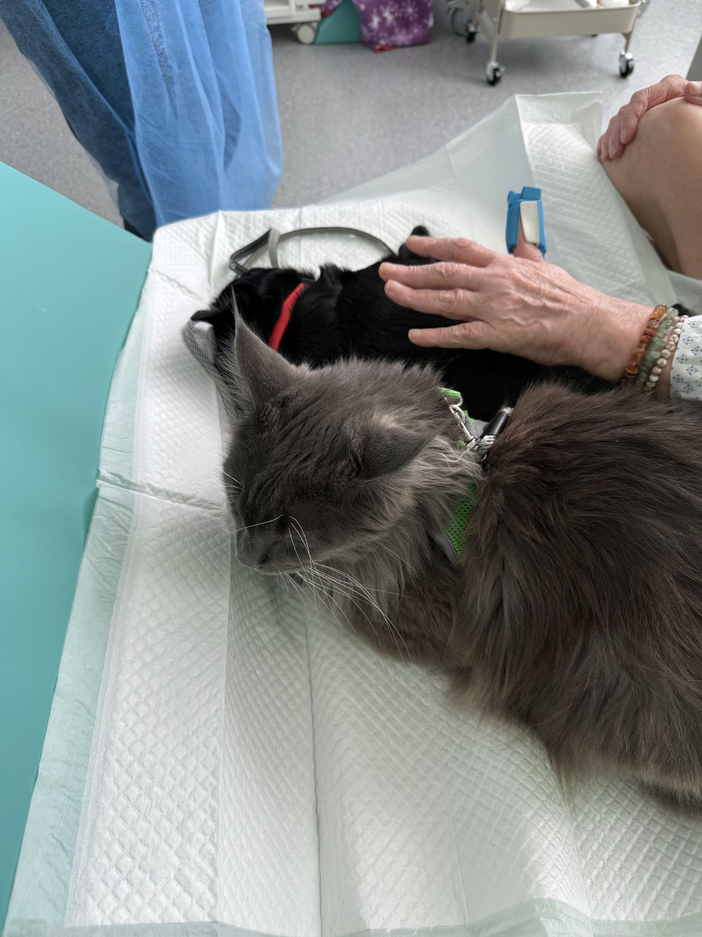 Pacient hladí terapeutickou kočku u lůžka.