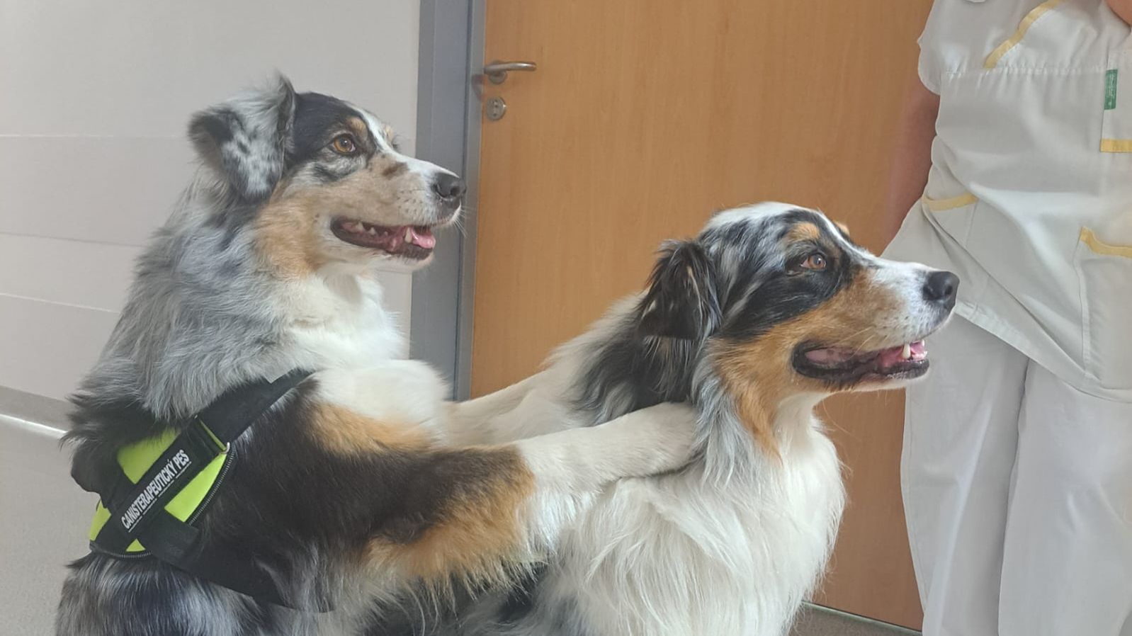 Dva terapeutičtí psi při návštěvě oddělení.